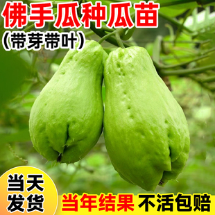 佛手瓜种瓜苗带土带芽四季种植阳台蔬菜种籽秧苗盆栽种子孑福寿瓜