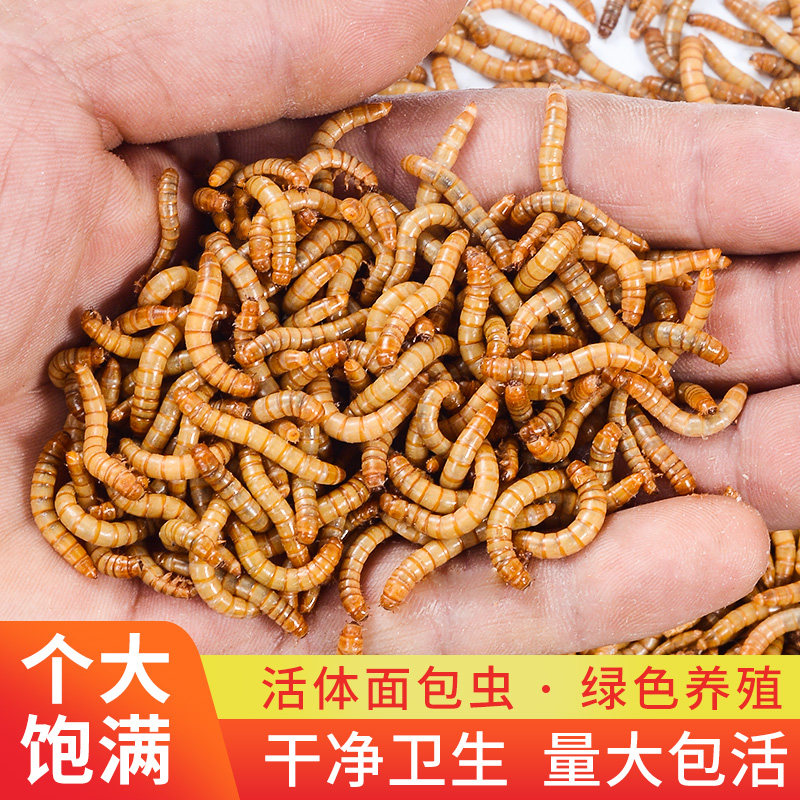 面包虫活虫黄粉虫活体金龙鱼乌龟蜥蜴仓鼠大麦虫画眉鸟食八哥饲料