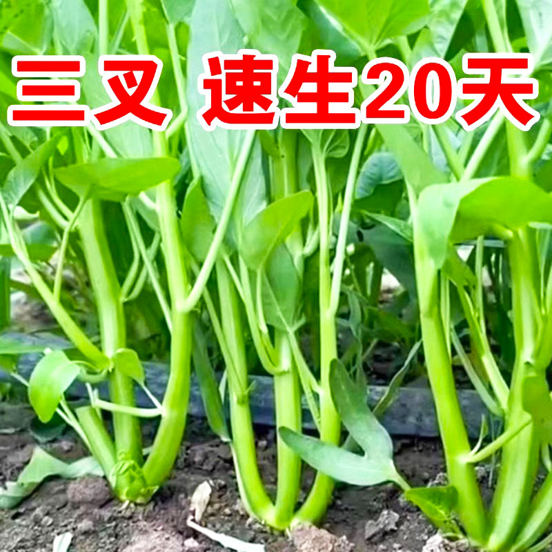 正宗高产三叉空心菜种籽柳叶通心菜种子四季阳台蔬菜种子盆栽菜园