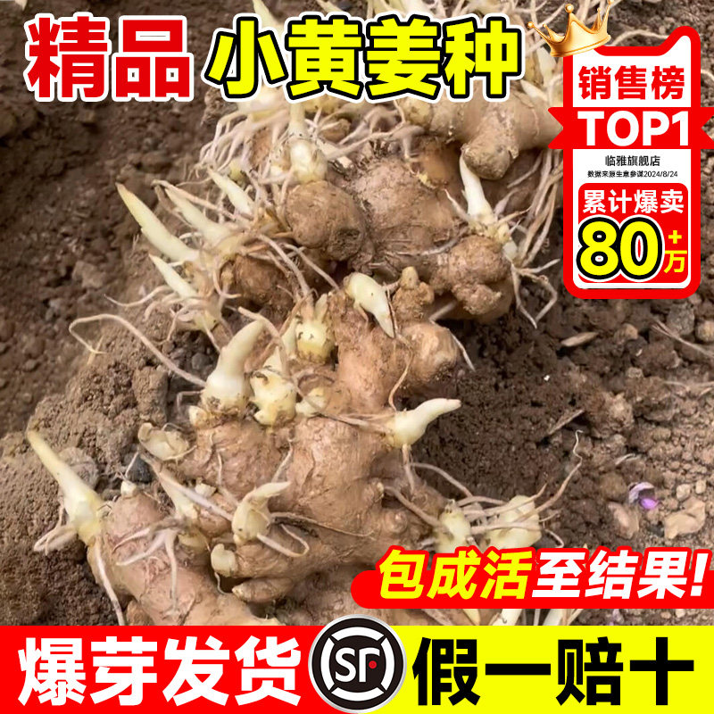 正宗云南小黄生姜种子种植苗带芽山东老姜阳台蔬菜种苗秧洋姜盆栽,鲜花速递/花卉仿真/绿植园艺,家庭园艺种子,淘宝优惠券,粉丝福利购,淘宝优惠卷