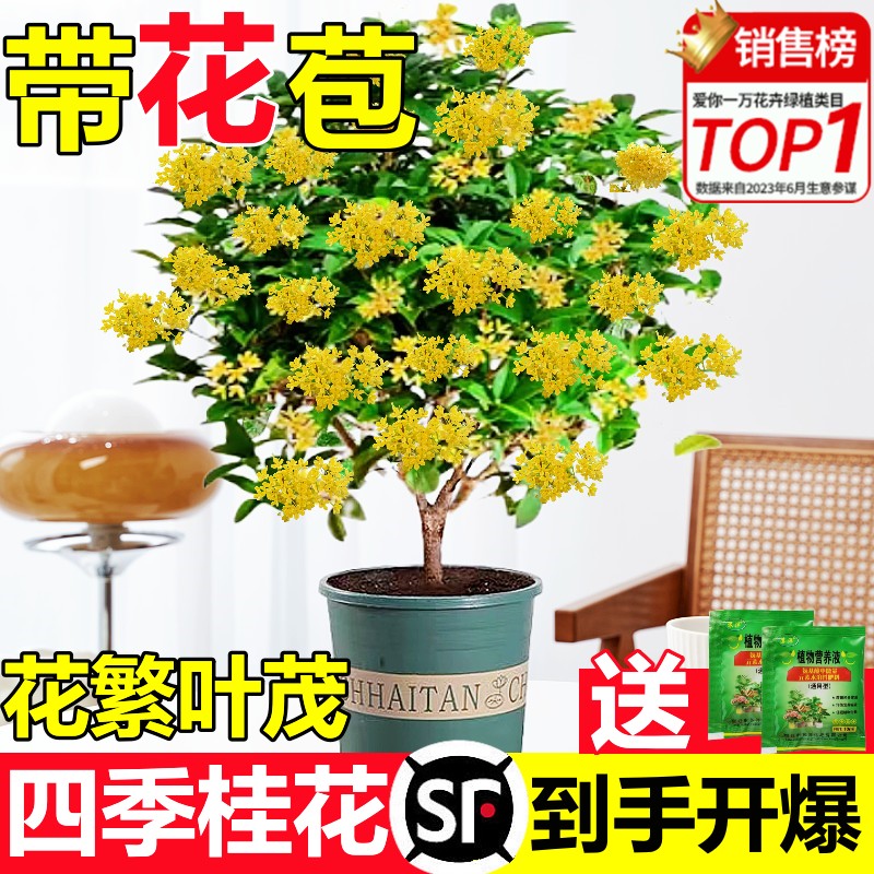 八月桂花树苗四季盆栽可食用金桂室内阳台庭院开浓香型花卉绿植物