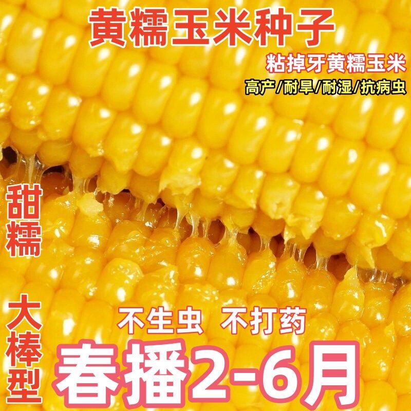香甜黄糯玉米种子非转基因粘玉米甜玉米春季蔬菜种子黄玉米糯玉米,鲜花速递/花卉仿真/绿植园艺,家庭园艺种子,淘宝优惠券,粉丝福利购,淘宝优惠卷