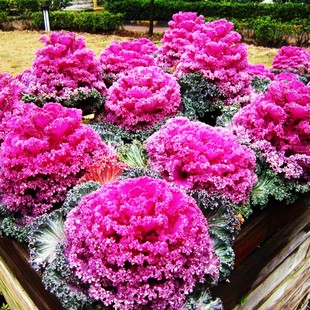 羽衣甘蓝种孑可食用观赏叶牡丹紫色四季蔬菜种子阳台庭院盆栽种苗