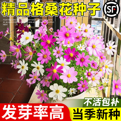 格桑花花种籽子易活播种组合开花