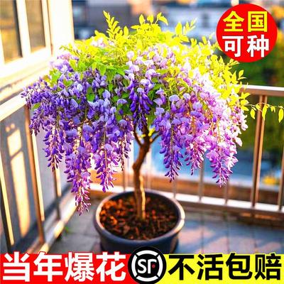 日本长穗紫藤树苗盆栽爬藤庭院室外四季开花植物好养耐寒风景树苗