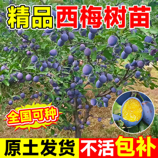 西梅树树苗盆栽庭院南北方四季种植耐寒好养蓝蜜西梅李子果树果苗