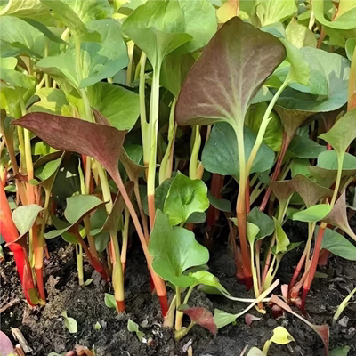 鱼腥草种子折耳根种子四季种植