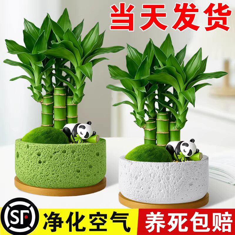 富贵竹绿植桌面盆栽室内招财小盆栽办公室竹子节节高发财树文昌竹
