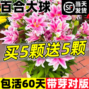 进口重瓣香水百合种球类花卉种子郁金香阳台耐寒四季开的盆栽鲜花