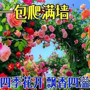 薔薇花種子四季 花種子爬藤攀援植物花卉種子 播種大花薔薇爬藤月季