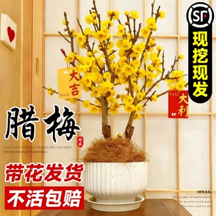 腊梅花树苗盆栽室内外庭院老桩红梅花浓香耐寒花卉绿植物嫁接带花