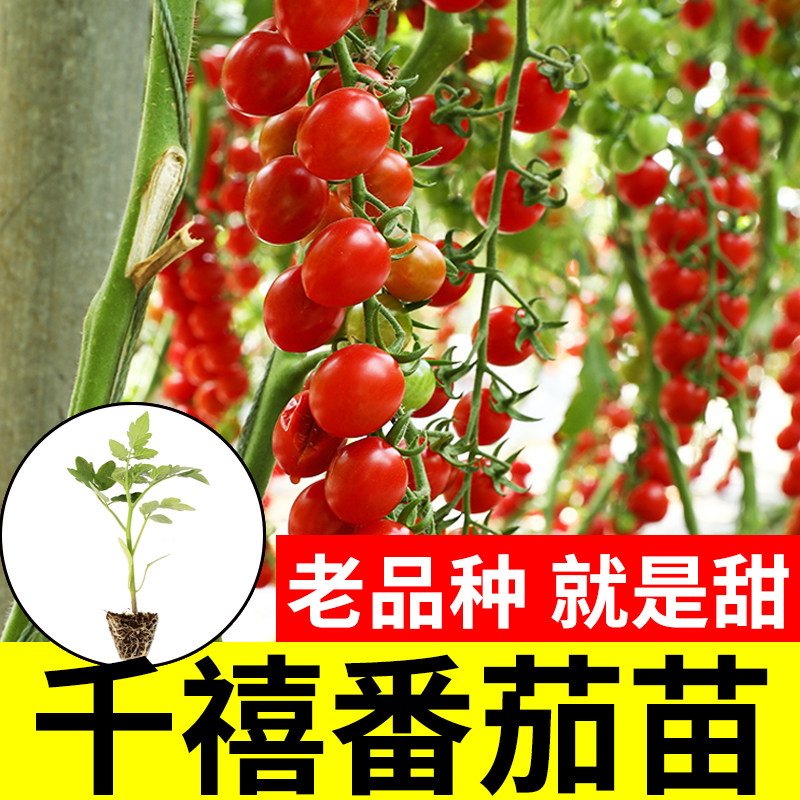 千禧圣女果寿光番茄苗秧四季春秋盆栽阳台高产西红柿瀑布圣女果苗,鲜花速递/花卉仿真/绿植园艺,家庭园艺种子,淘宝优惠券,粉丝福利购,淘宝优惠卷