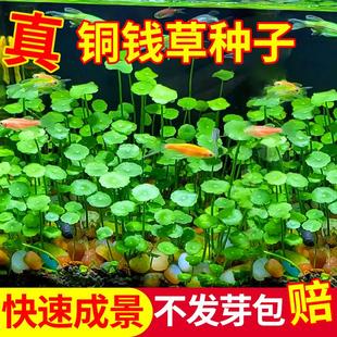 精品铜钱草种子大小叶水草种籽生态鱼缸草籽水养古法养鱼水培植物