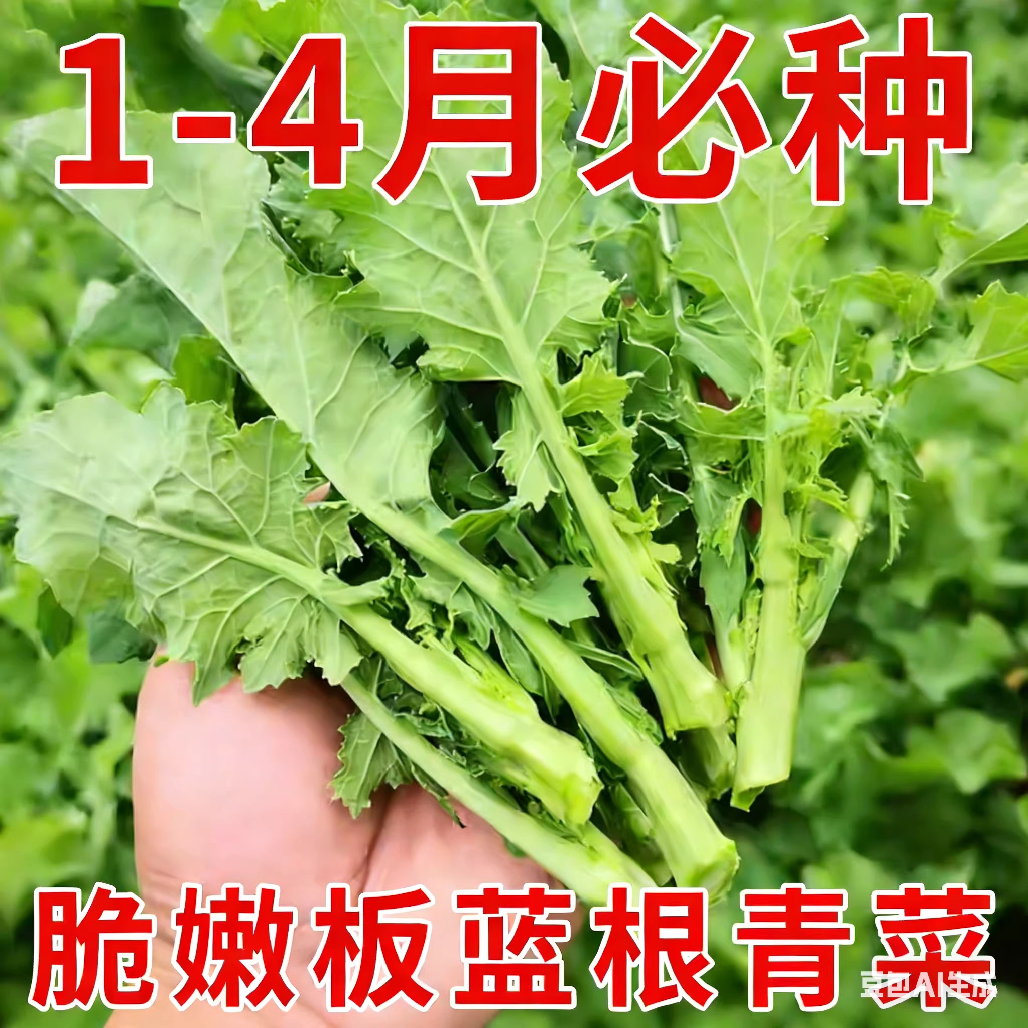 板蓝根青菜种子食用特色野菜中药材种籽四季蔬菜孑阳台盆栽春季