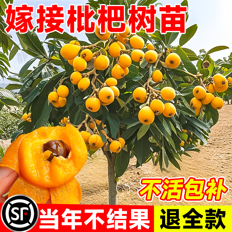 无核砂糖枇杷枇杷果苗苗无核