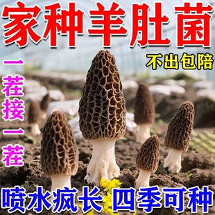 羊肚菌菌种蘑菇种植包盆栽儿童可食用阳台室内家庭自种食用菌包袋