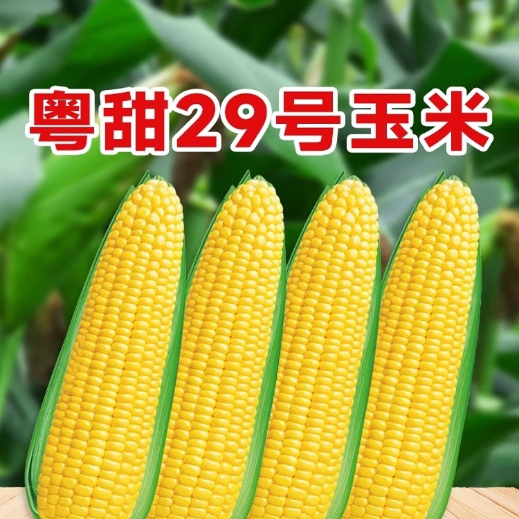 超甜水果玉米种子高产脆甜糯玉米苗四季南方早熟播种蔬菜杂交种籽,鲜花速递/花卉仿真/绿植园艺,家庭园艺种子,淘宝优惠券,粉丝福利购,淘宝优惠卷