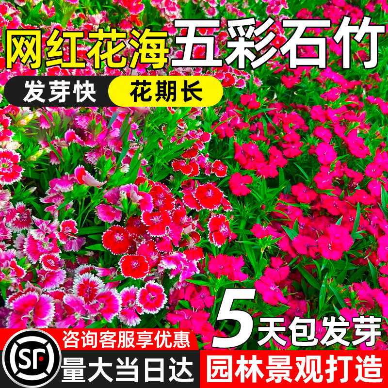五彩石竹花种籽子矮花种子欧石