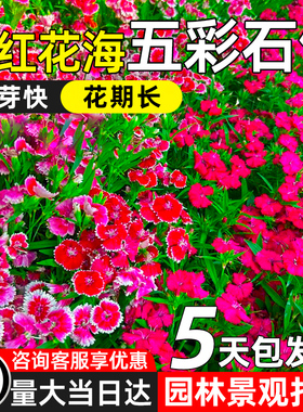 五彩石竹花种籽子矮花种子欧石竹花籽四季播种开花耐寒常夏多年生