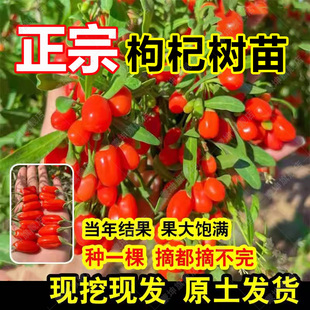 枸杞树苗南方北方四季种植阳台盆栽地栽宁夏红黑枸杞苗当年结果