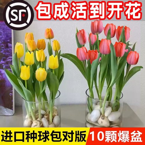 郁金香种球水培花卉土养植