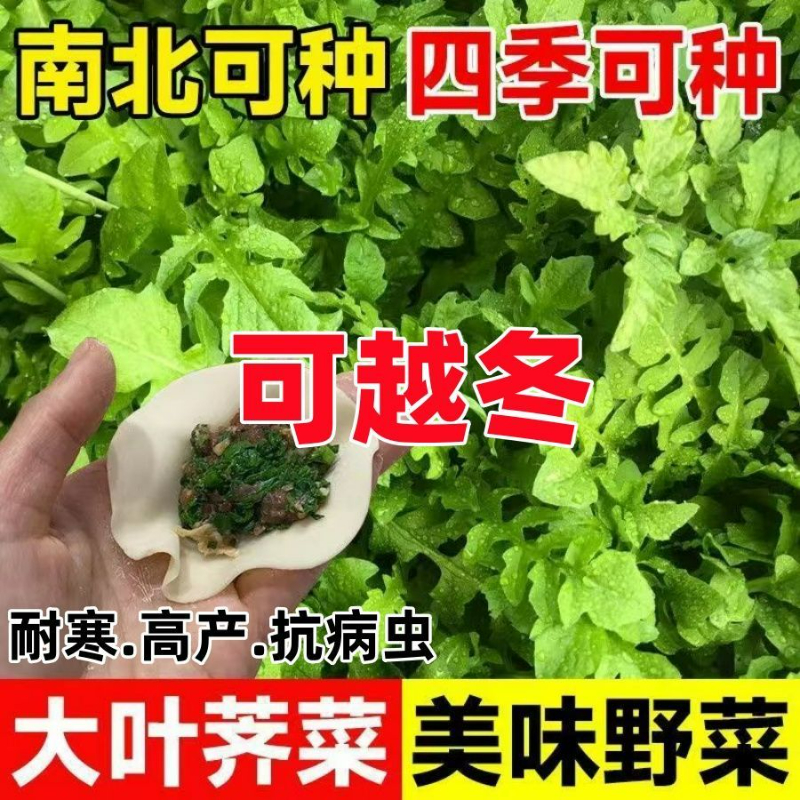 荠菜种子籽食用盆栽青菜籽农家四季大叶春野菜种籽易活荠荠菜种孑