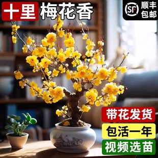 腊梅花树苗盆栽原生嫁接易活耐寒室内外庭院浓香老桩红梅年宵花卉