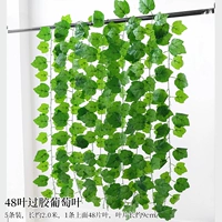 48 листьев пассажирский виноградный лист 5