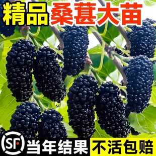 大长果桑葚树苗带果盆栽台湾白桑葚嫁接果树果苗南北方四季甜水果