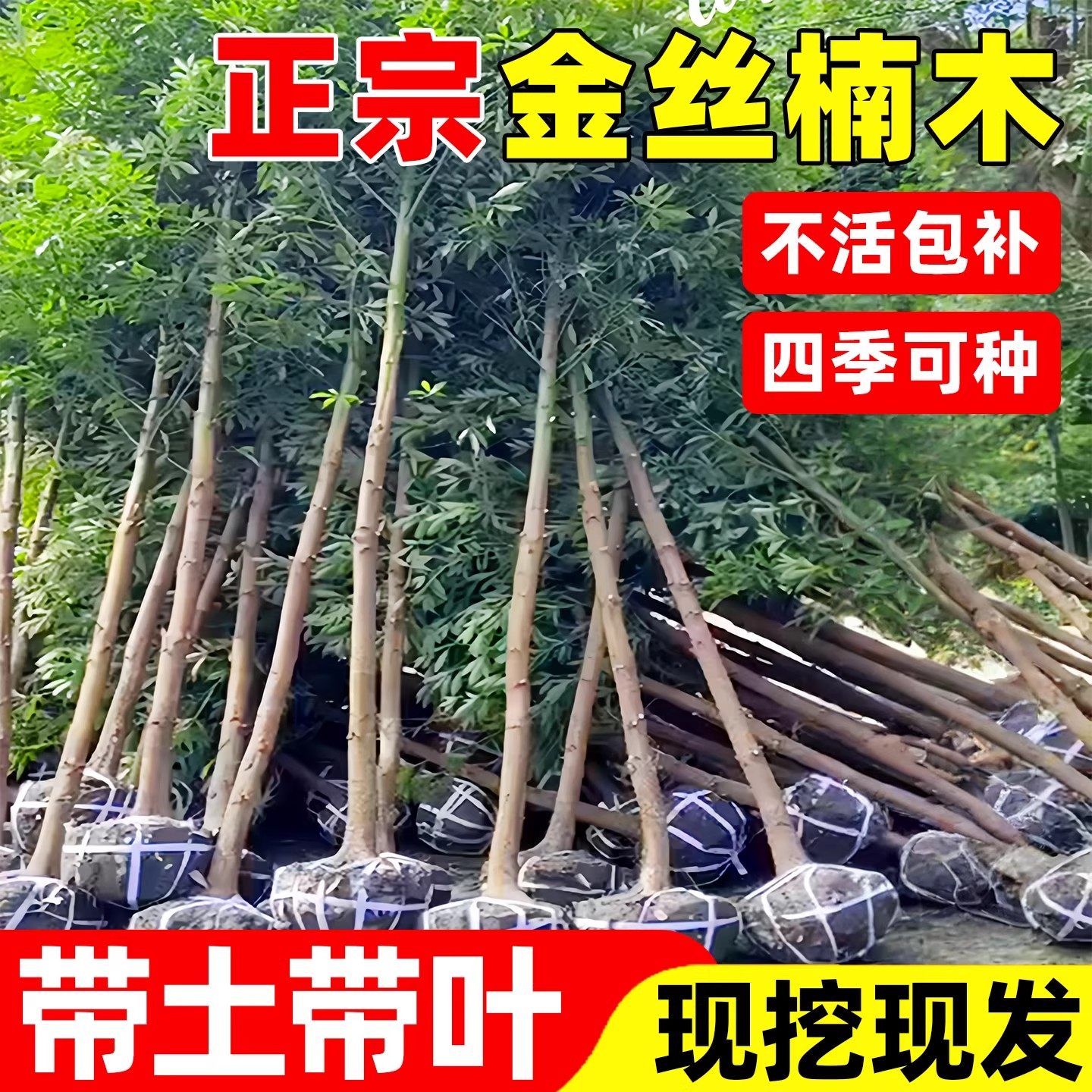 四川正宗金丝楠木树苗小叶桢楠赤楠金丝楠木大树庭院稀有珍贵盆栽,鲜花速递/花卉仿真/绿植园艺,行道树/乔木,淘宝优惠券,粉丝福利购,淘宝优惠卷