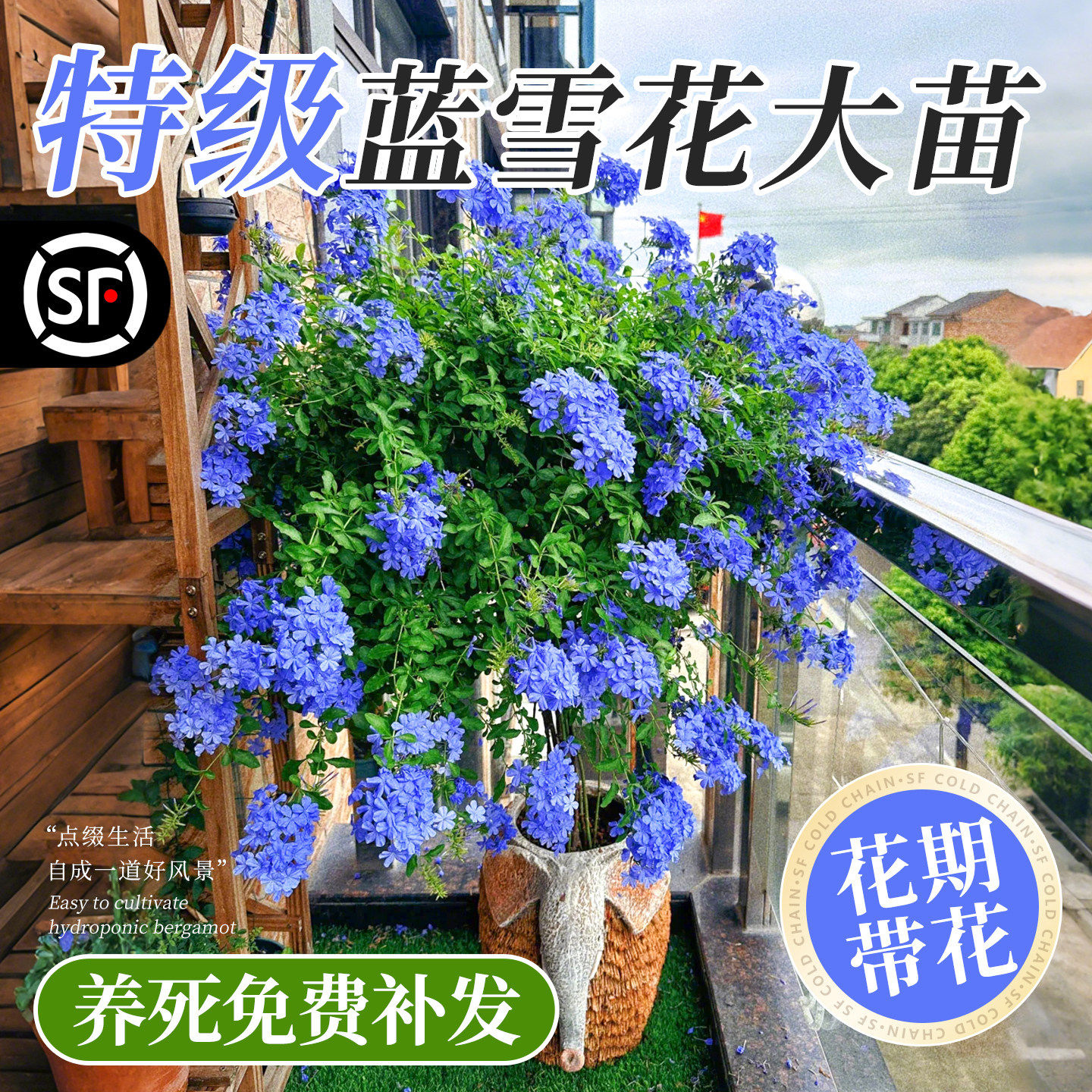 蓝雪花盆栽大苗棒棒糖带花苞四季室外阳台庭院花卉植物耐热绿植
