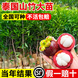 山竹树苗正宗无核山竹果苗南方北方种植四季庭院盆栽地栽当年结果