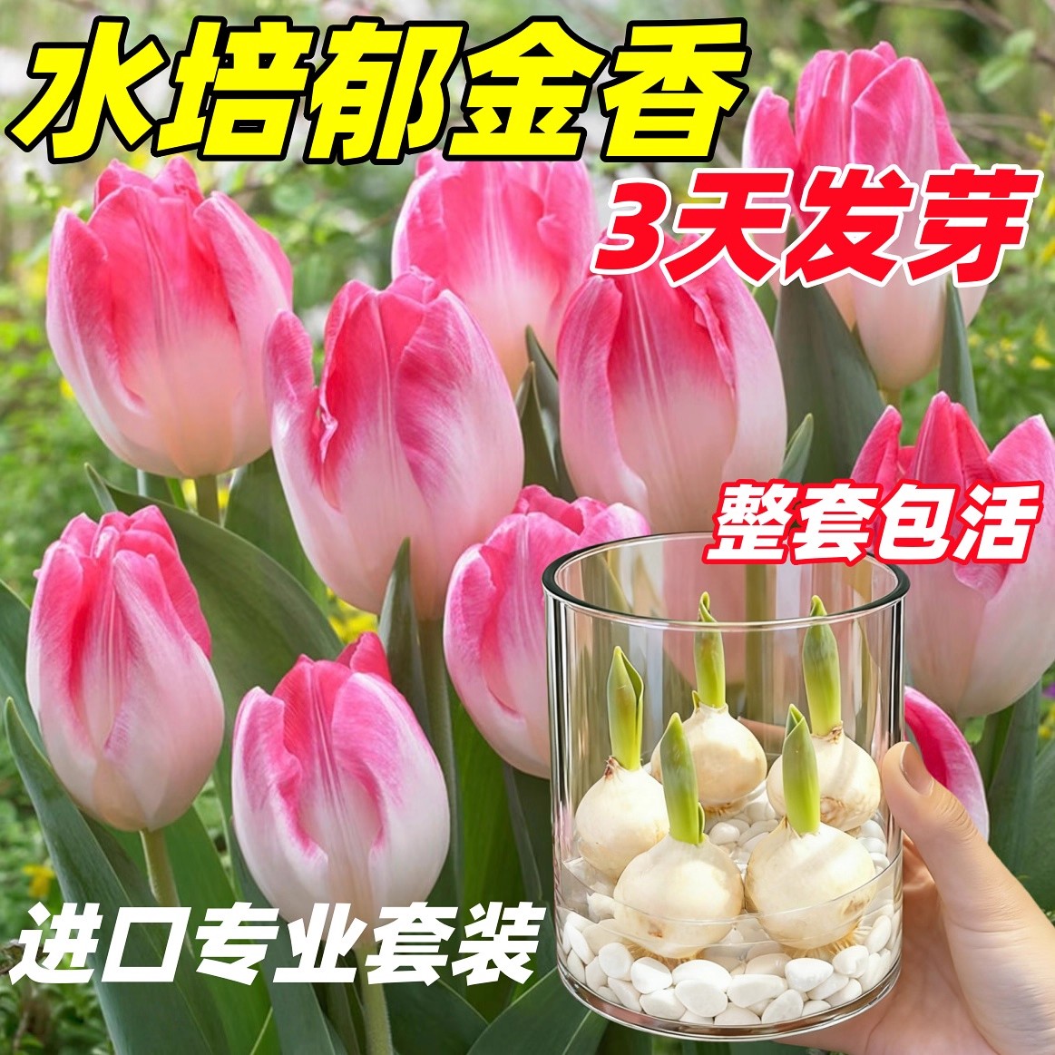 荷兰郁金香种球水培种子原生五5度球地栽土培室内外耐寒花卉植物