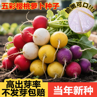 五彩樱桃萝卜种子籽大全阳台盆栽四季红黄白绿紫好吃好种脆甜爽口