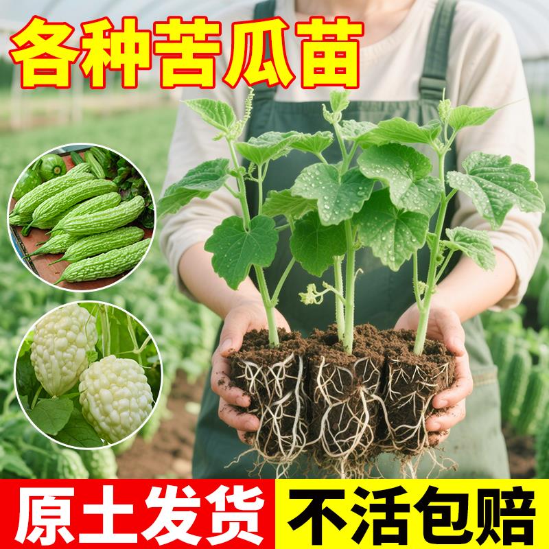 苦瓜苗秧苗带土特大号苹果苦瓜苗嫁接老品种蔬菜苗四季南北方种植