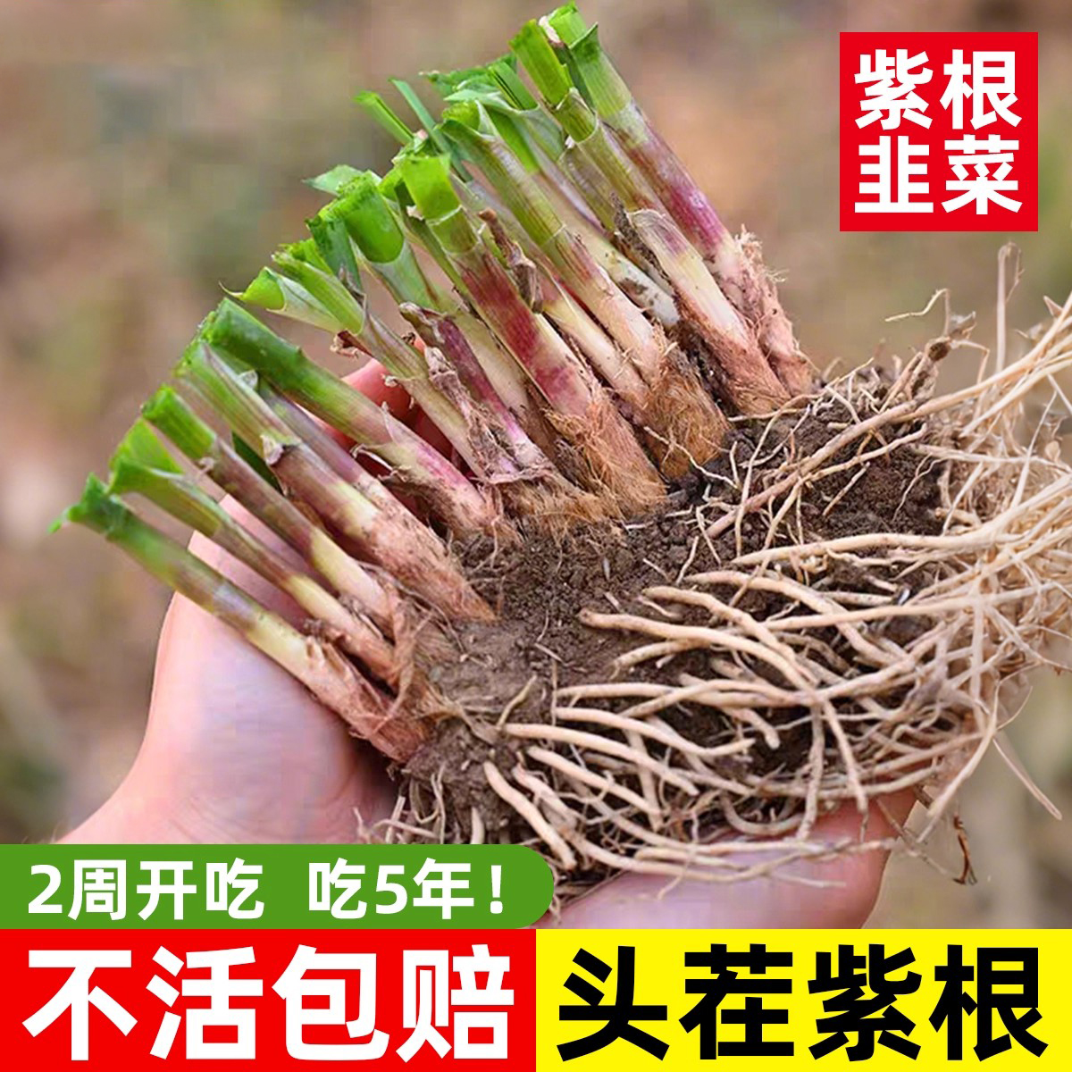 【现挖好养活】四季种植韭菜根