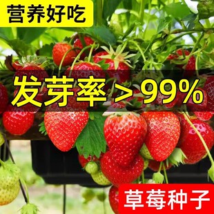 奶油草莓种子香甜白草莓四季结果新手易种阳台盆栽水果蔬菜种籽苗