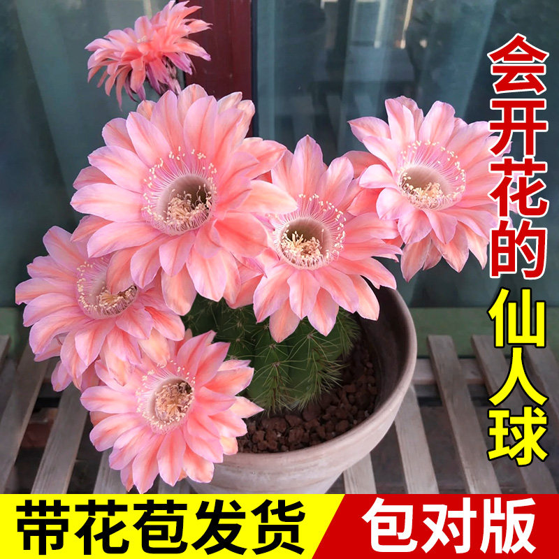 四季开的花仙人球仙人掌科绯花玉精品多肉植物幼儿园小盆栽好养活