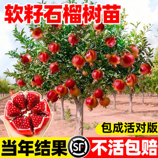 石榴树苗庭院果树老桩突尼斯软籽无籽蒙阳红石榴盆栽特大带土球