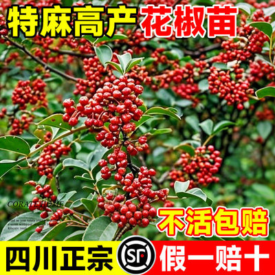 正宗四川大红袍花椒苗地栽特麻