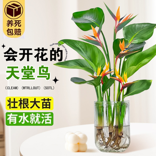 天堂鸟水培植物花卉客厅绿萝盆栽金钻绿植水养富贵竹龟背竹