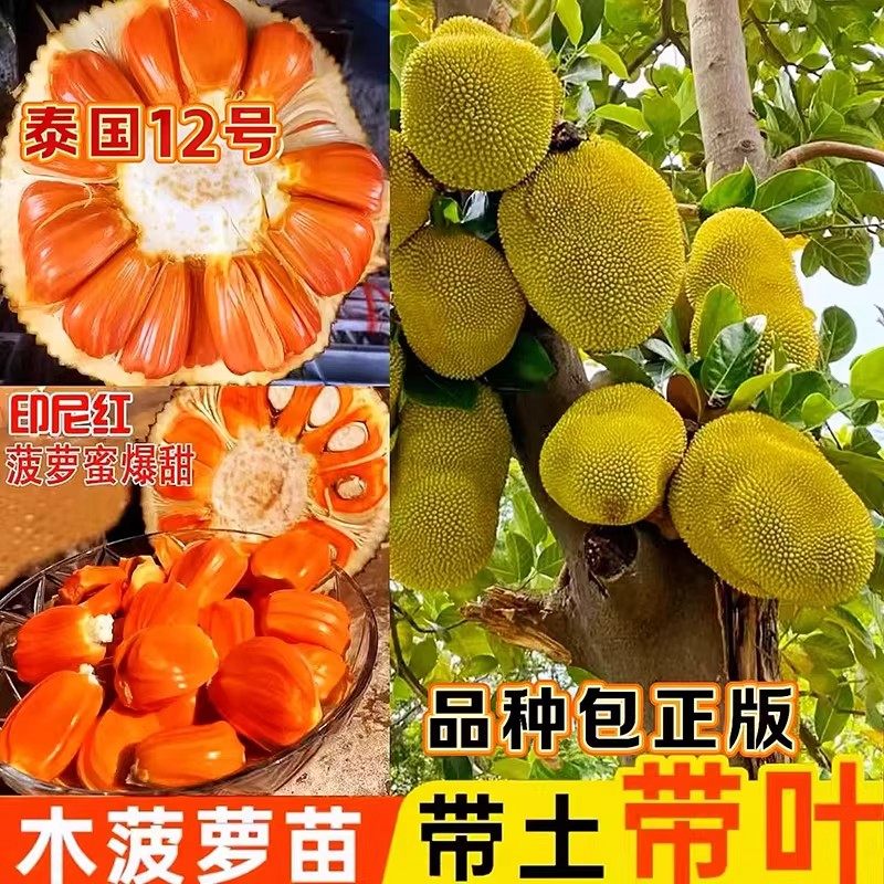 四季菠萝蜜树苗嫁接印尼红肉泰国干苞海南四季榴莲蜜木菠萝果树苗