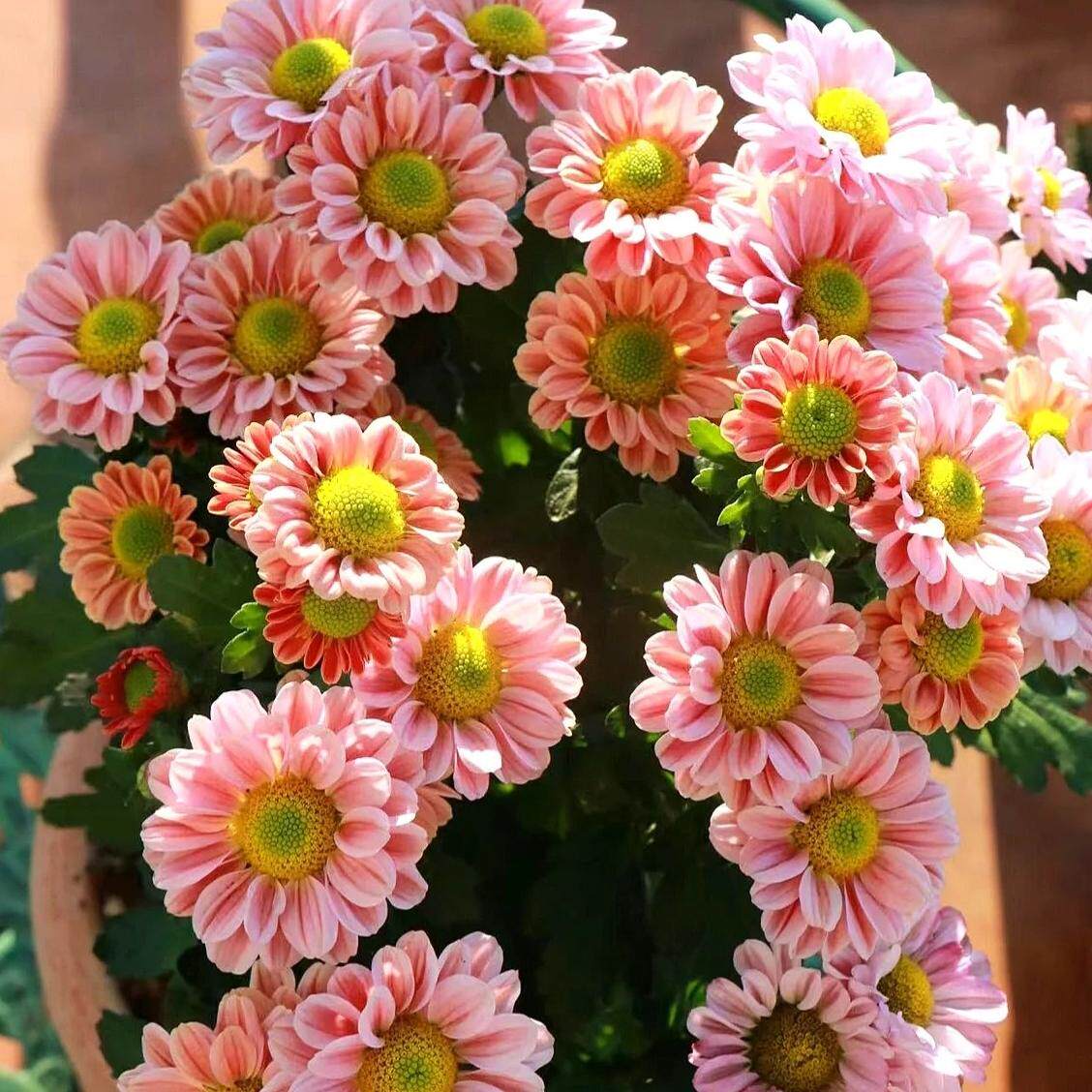 菊花盆栽带花苞四季开荷兰菊玲珑菊冬季耐寒多年生木本花卉外好养