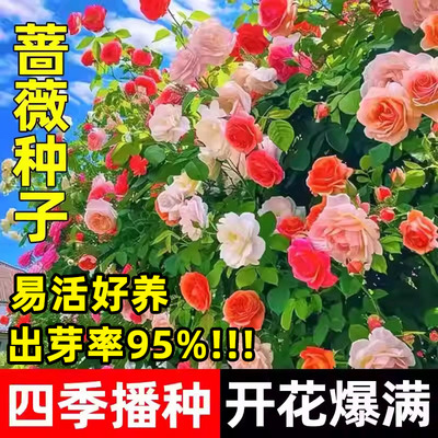 蔷薇花种子花籽四季播种重瓣月季