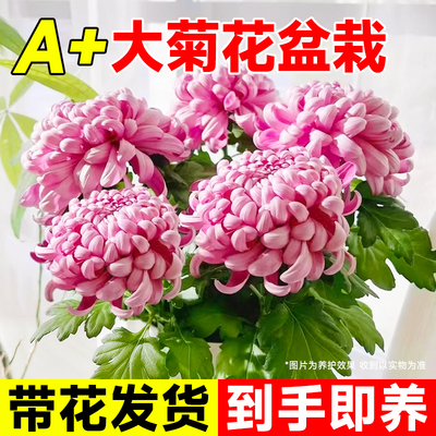菊花盆栽带花苞大花鲜花开花绿植