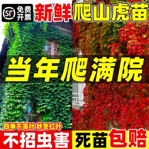 【遮阳降温】爬山虎苗藤四季常青