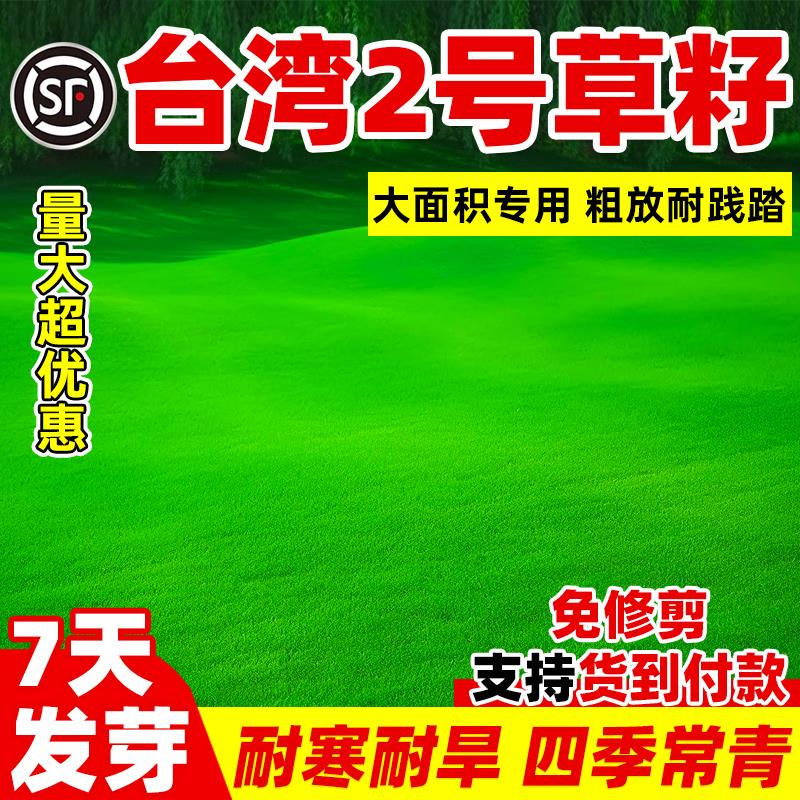 台湾2号草籽草坪种子矮生结缕草