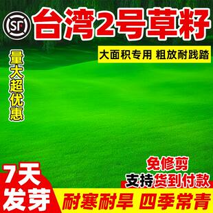 台湾2号草籽草坪种子矮生结缕草种子台湾草草种台湾青草籽四季青