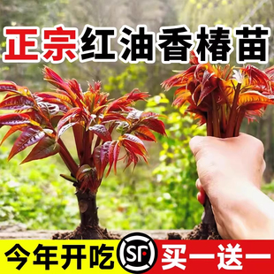 正宗香椿树苖红油香椿树苗矮化食用春芽盆栽地栽南北方种植香春苗