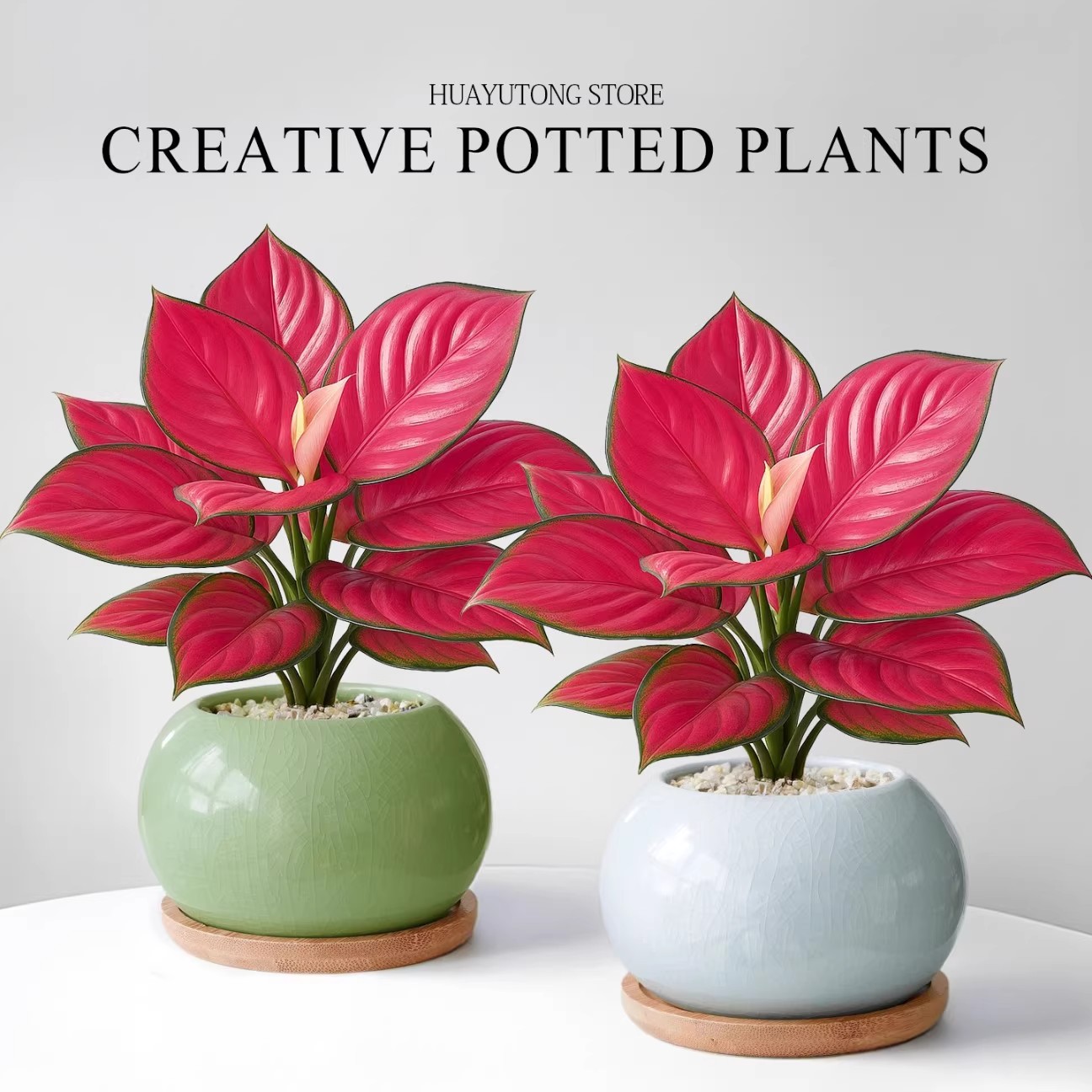 吉利红盆栽如意皇后室内办公室